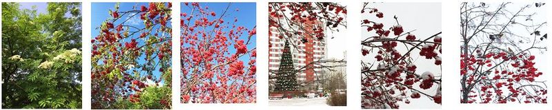 Файл:3 Рябина и дрозды.JPG